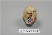 藏品(鵪鶉)的圖片